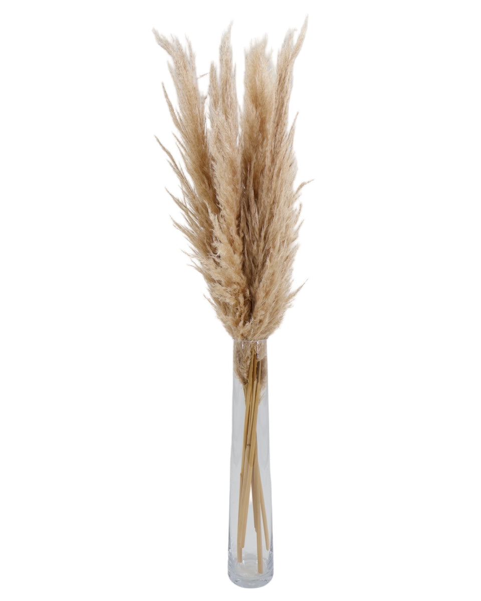 Pampas Grass 6 Stem Preserved Bouquet