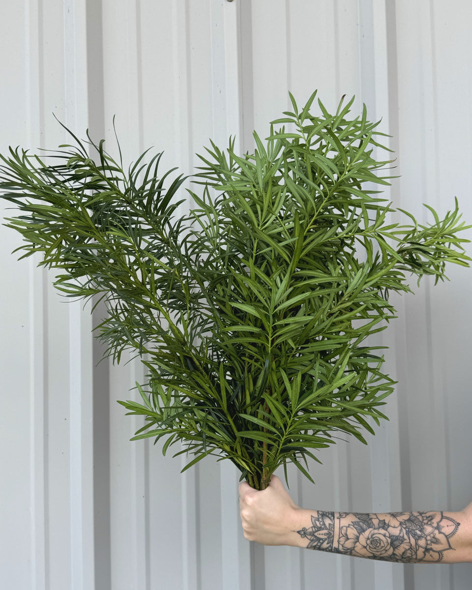 Podocarpus Bunches