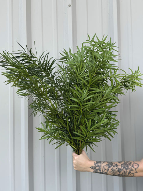 Podocarpus Bunches