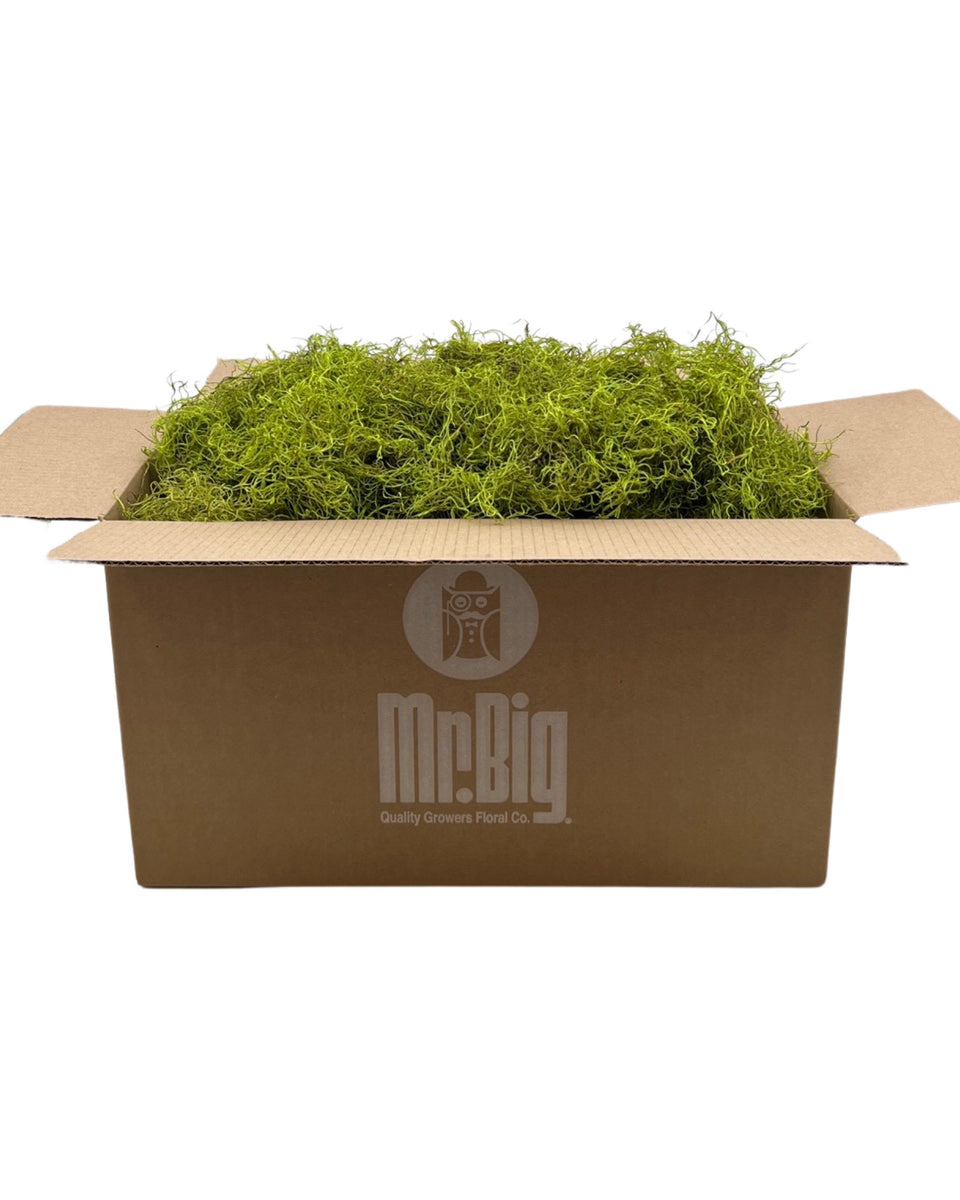 Preserved Spanish Moss