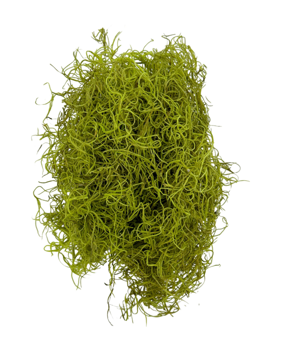 Preserved Spanish Moss