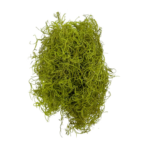 Preserved Spanish Moss