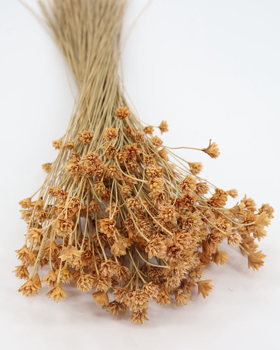 Hill Flower Preserved Bouquet