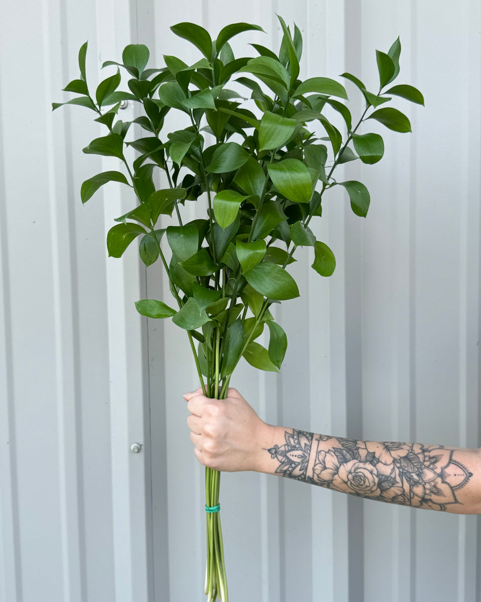 ruscus plant indoor Ruscus Bunches – Quality Growers Floral Company