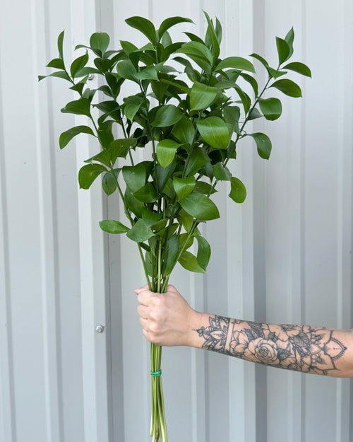 Ruscus Bunches