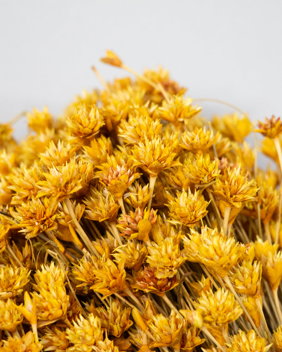 Hill Flower Preserved Bouquet