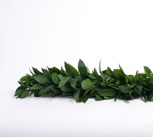 Ruscus Garland