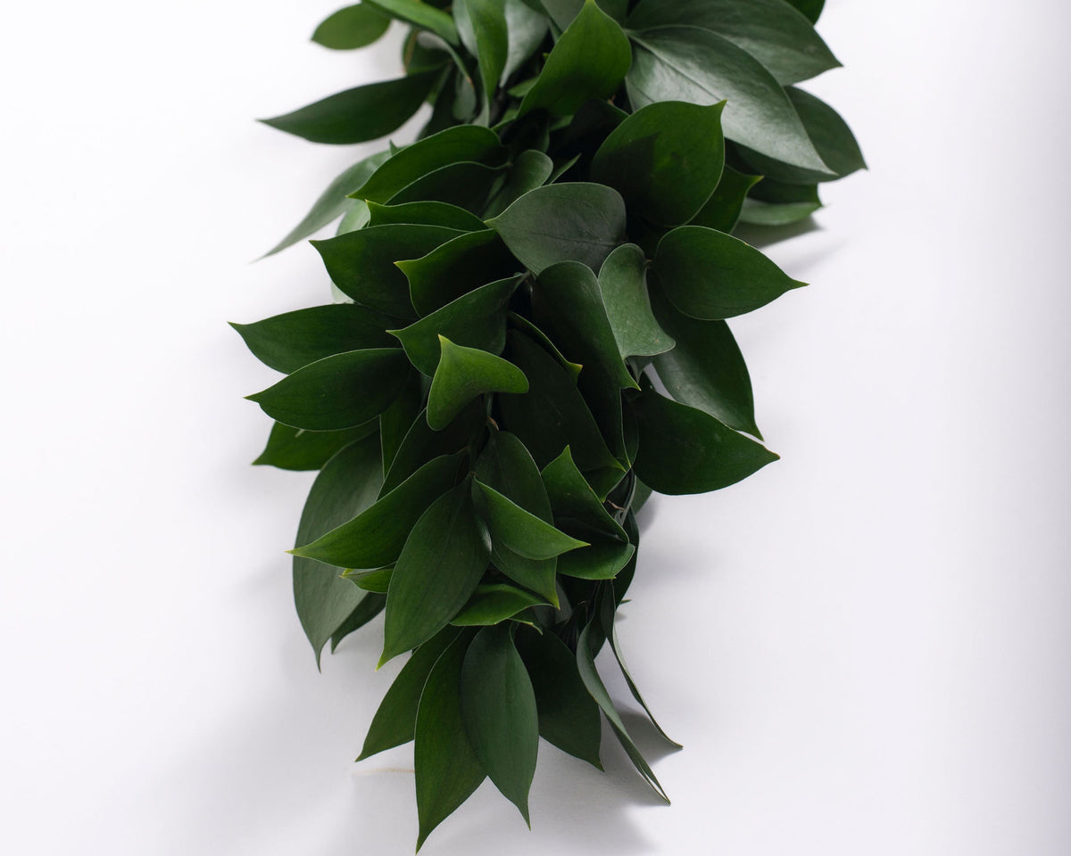 Ruscus Garland