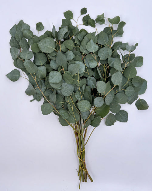 Nagi And Silver Dollar Eucalyptus Garland Quality Growers Floral Company Nagi and silver dollar eucalyptus garland quality growers floral company