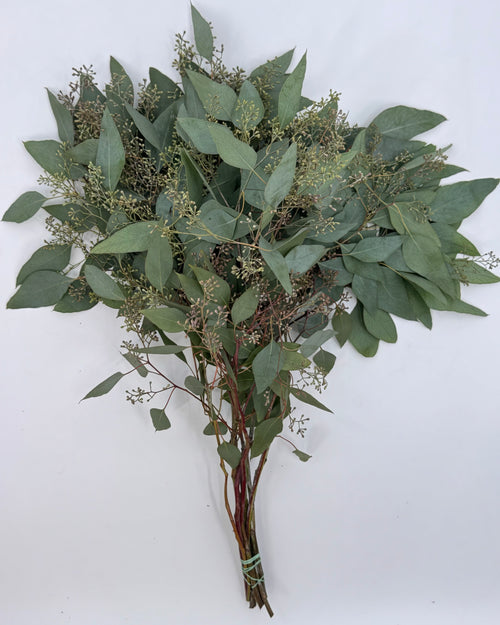 Seeded Eucalyptus Bunches