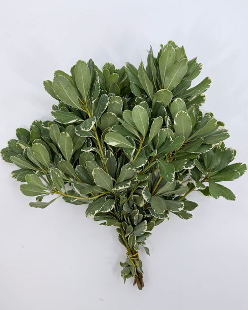 Variegated Pittosporum Bunches