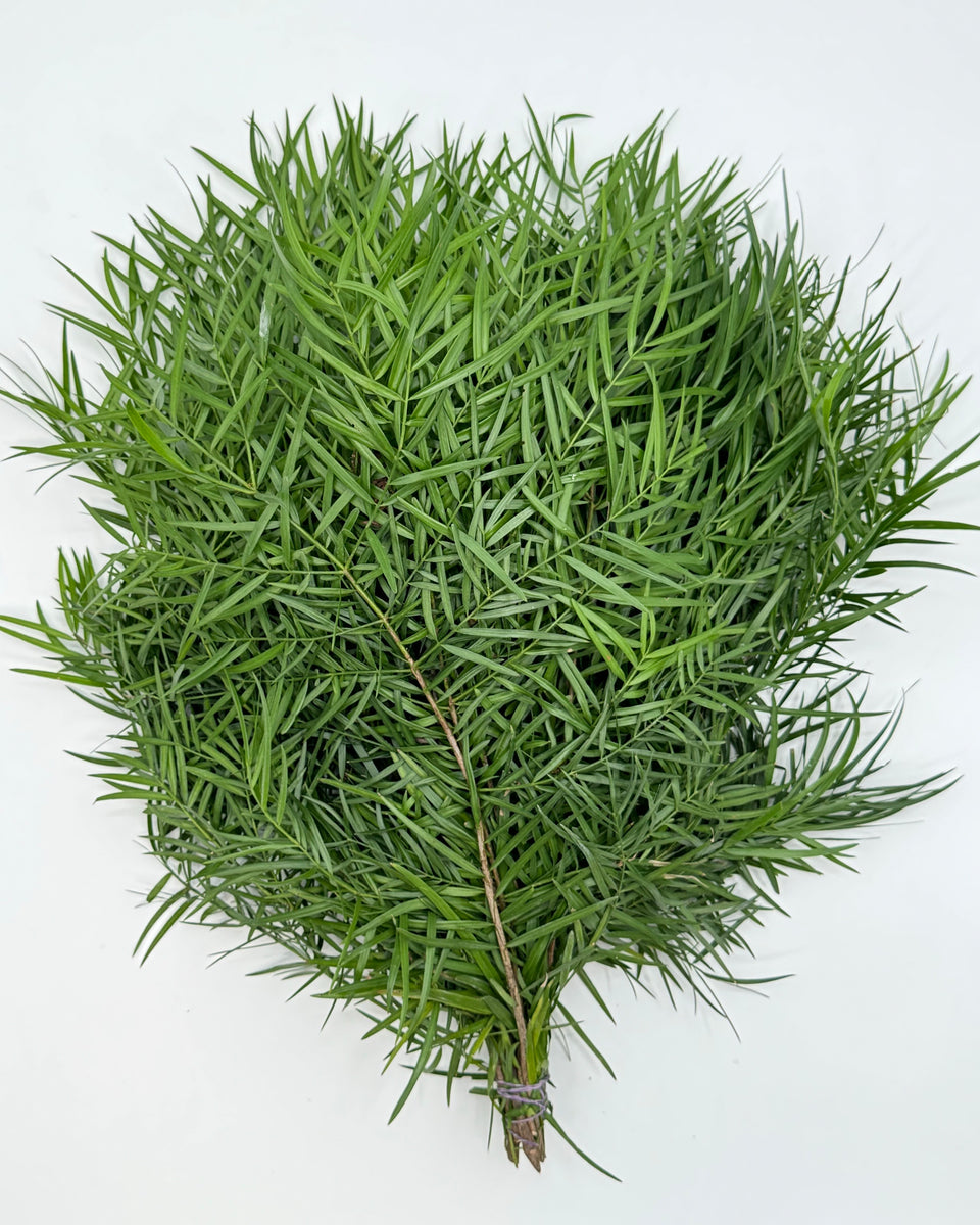 Weeping Podocarpus Bunches