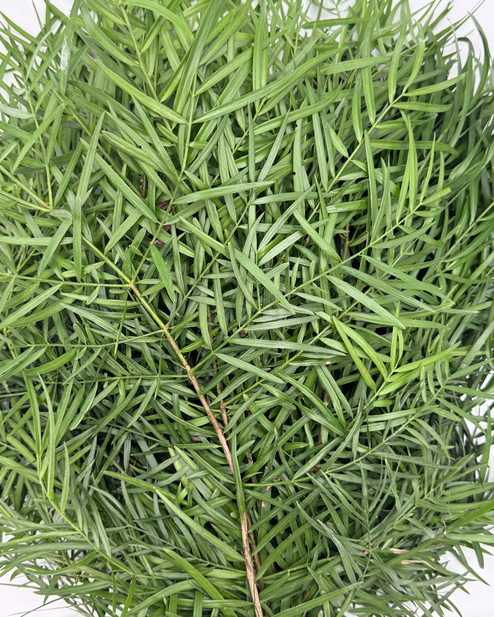 Weeping Podocarpus Bunches