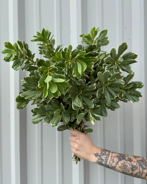 Variegated Pittosporum Bunches