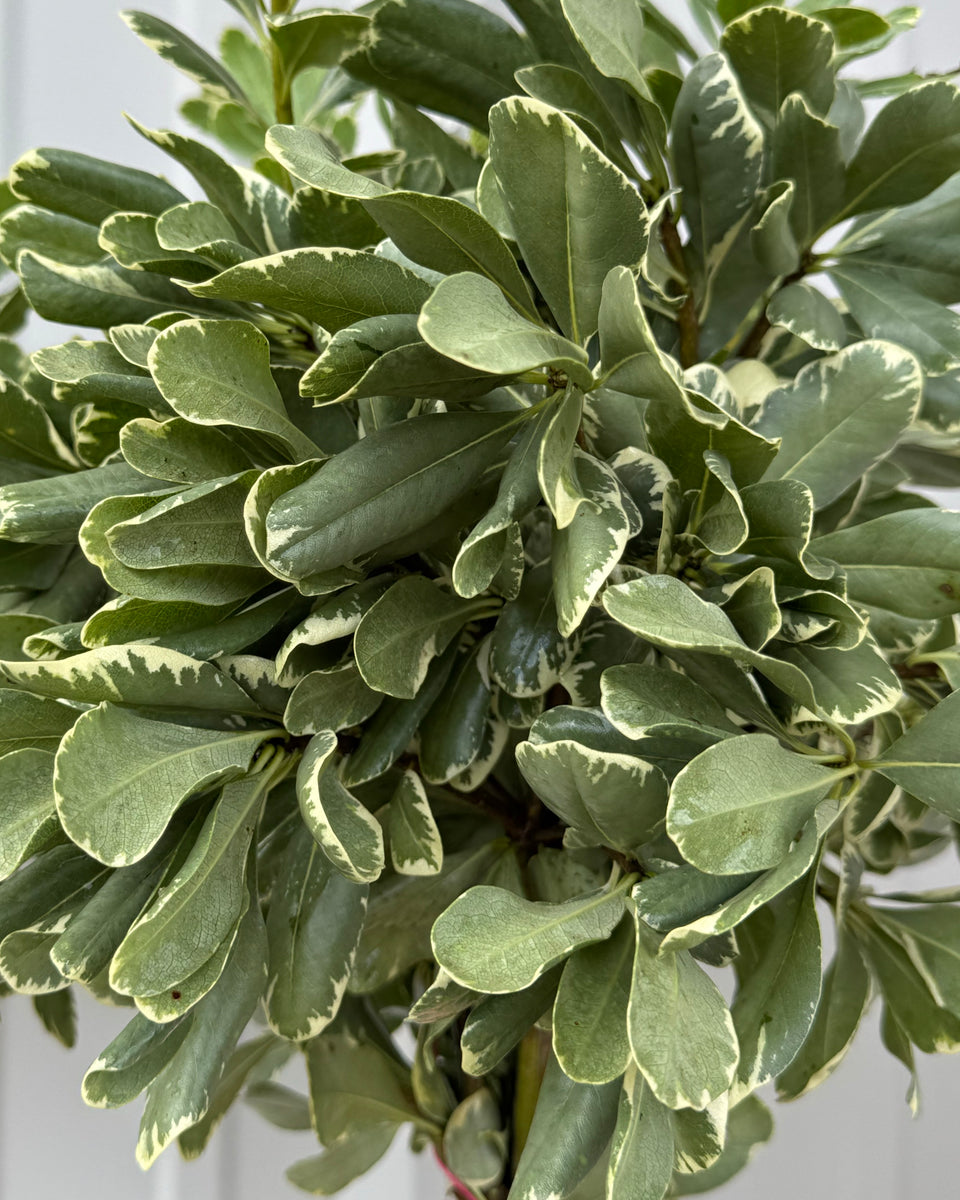 Variegated Pittosporum Bunches
