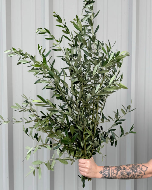 Olive Leaf Bunches