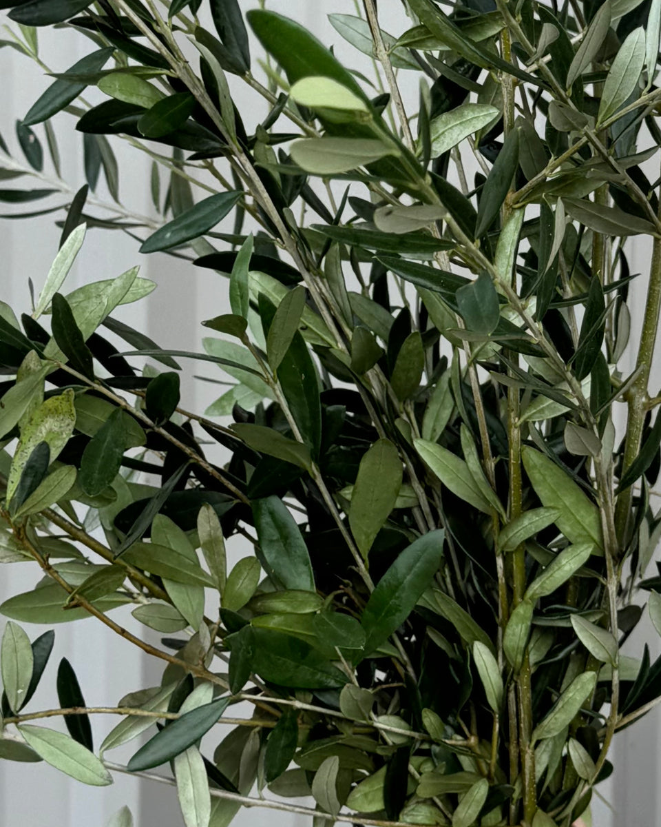 Olive Leaf Bunches