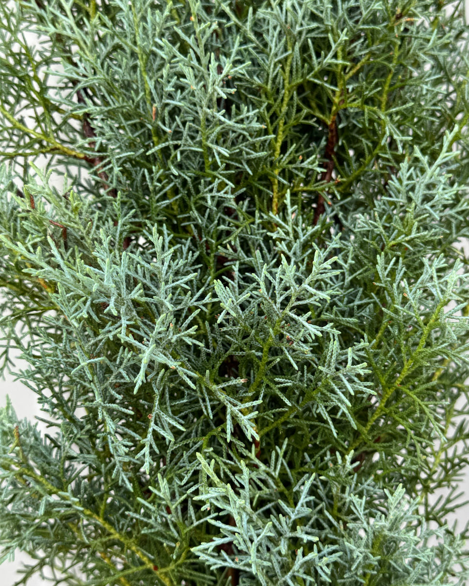 Sapphire Cedar Bunches