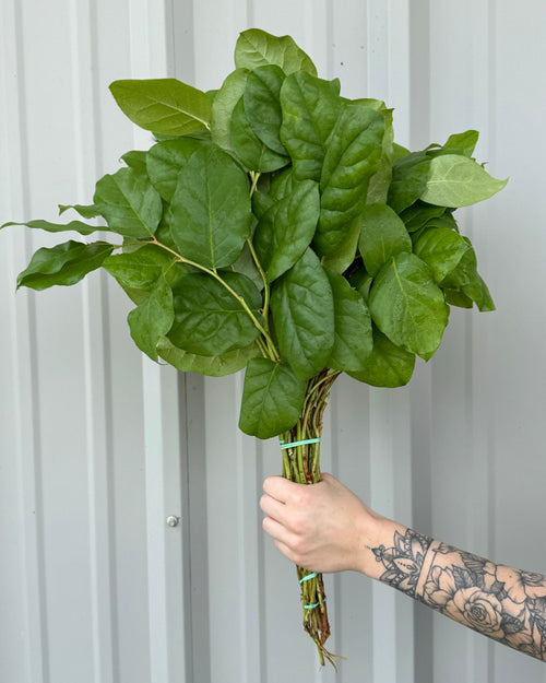 Salal Bunches