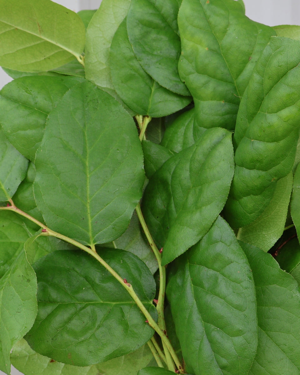 Salal Bunches