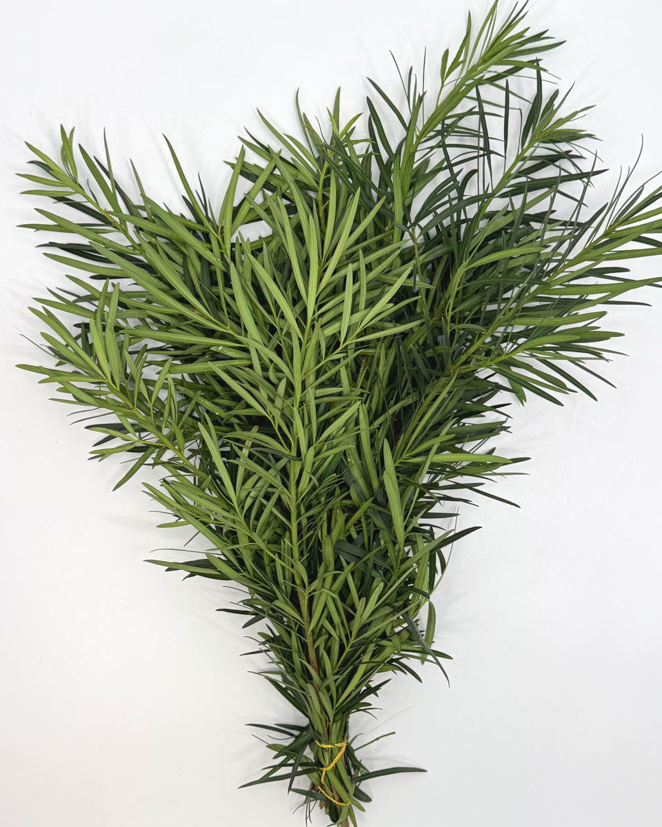 Podocarpus Bunches