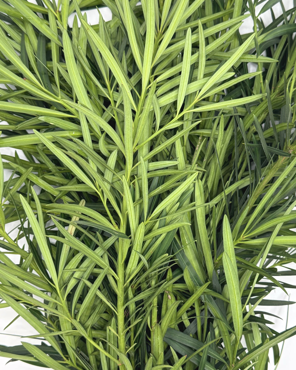 Podocarpus Bunches