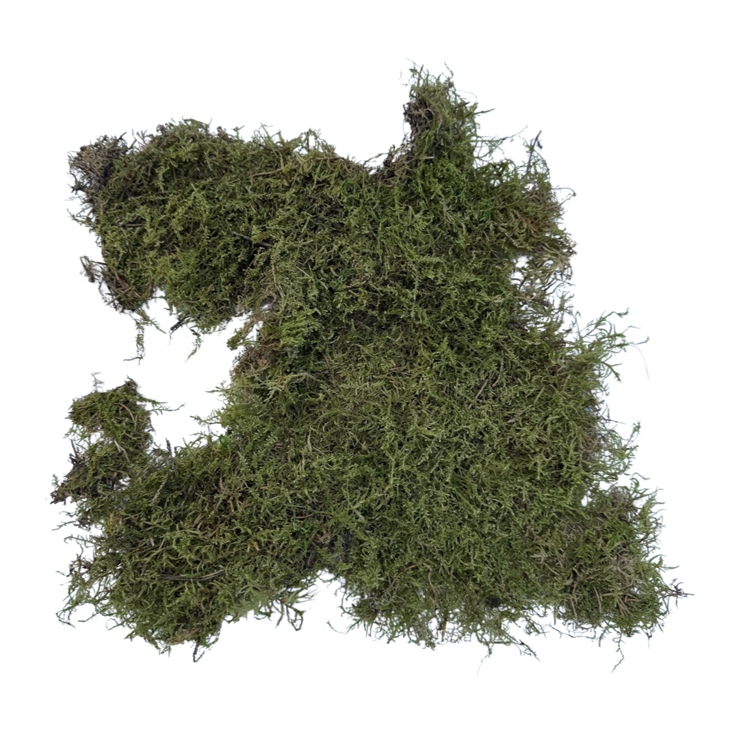Bulk Fresh Sheet Moss (Floral & Crafts)