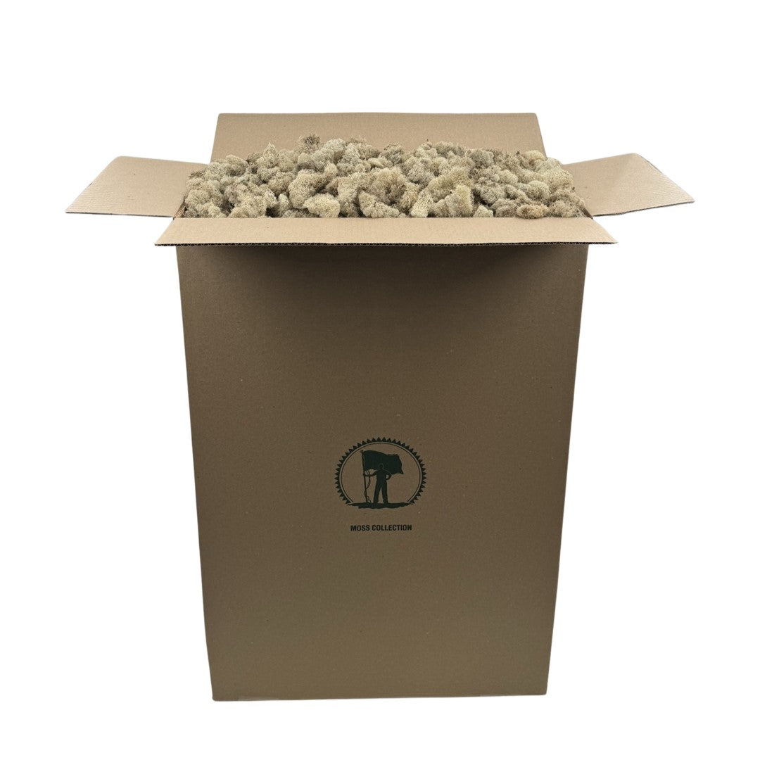 Preserved Reindeer Moss Quality Growers Floral Company preserved-reindeer-moss-quality-growers-floral-company