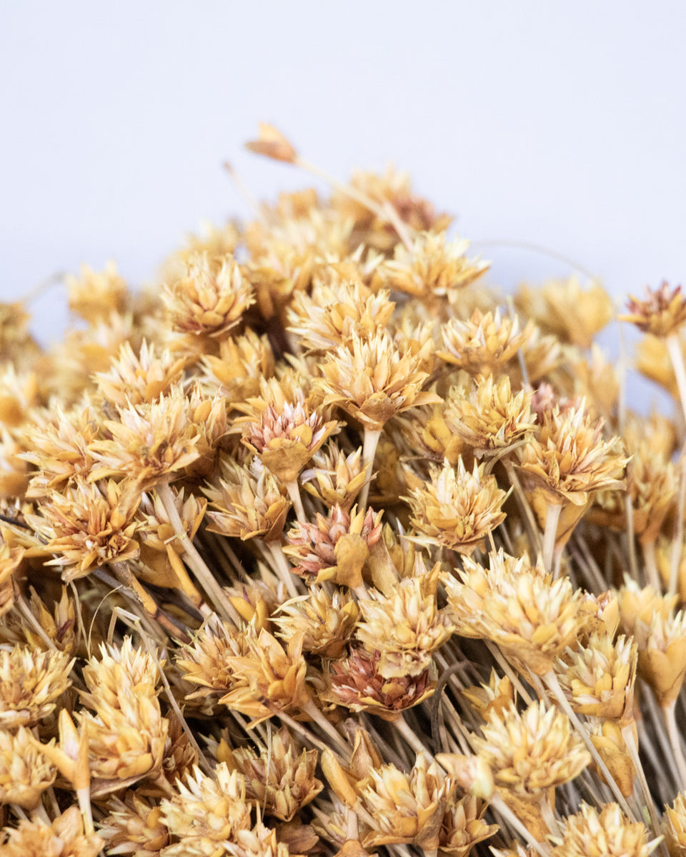 Hill Flower Preserved Bouquet