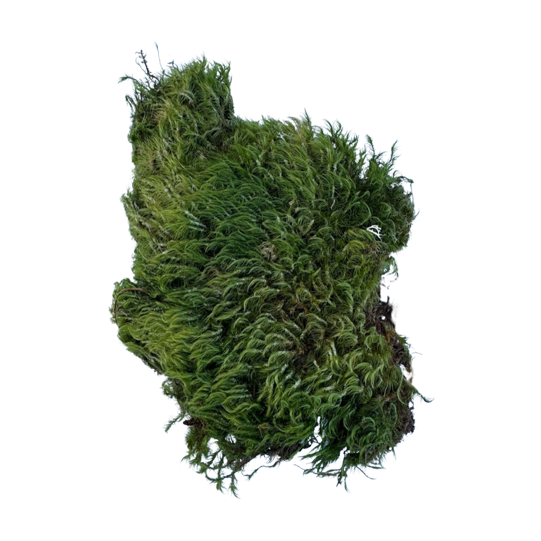 Mood Moss Dried! Large Case
