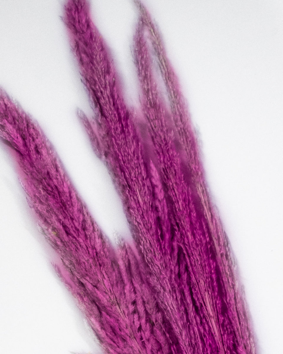 Pampas Grass 6 Stem Preserved Bouquet