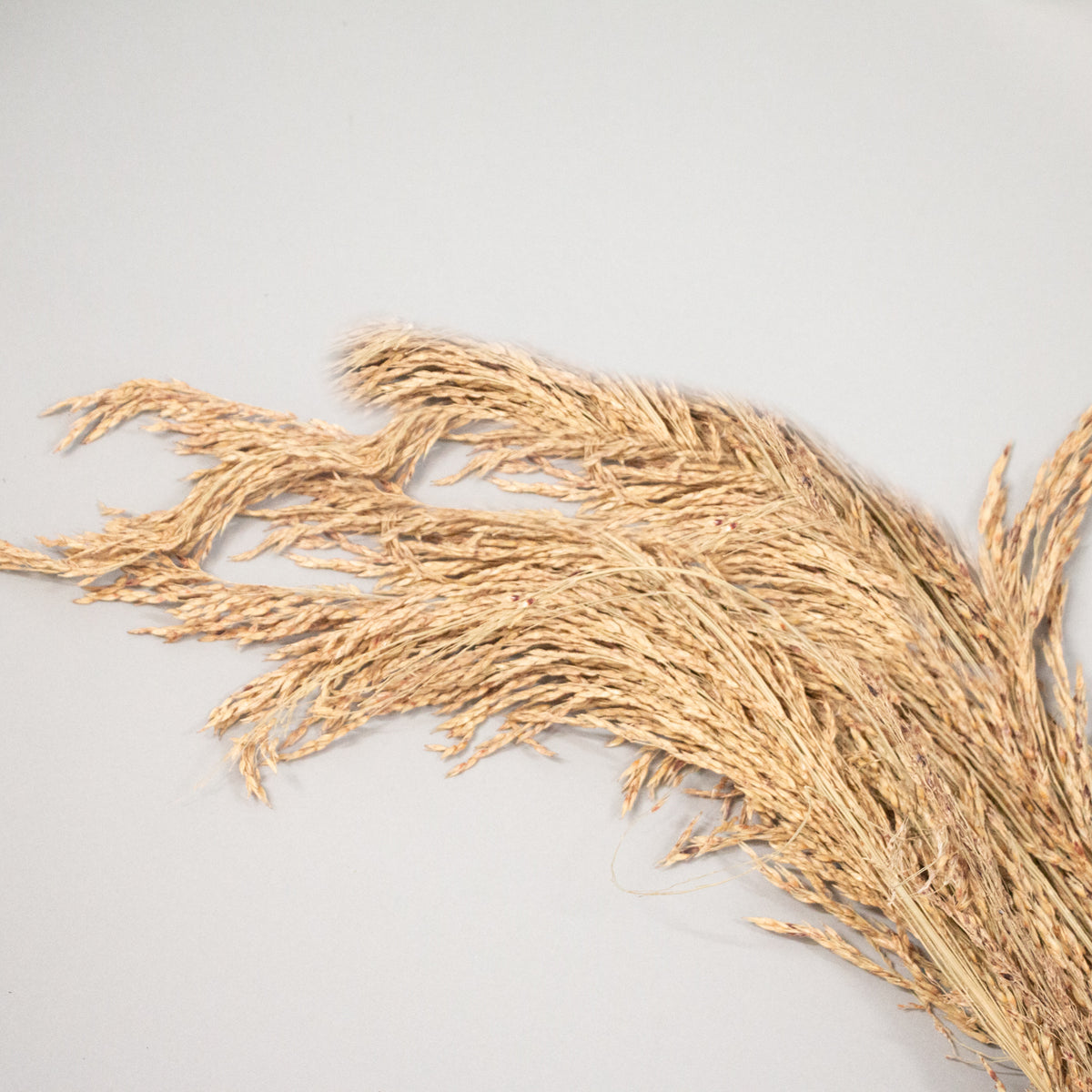 Rice Grass Preserved Bouquet