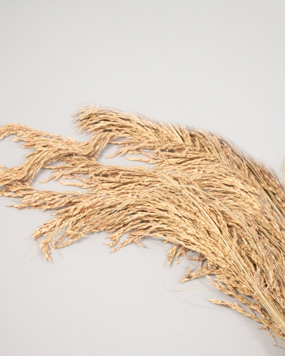 Rice Grass Preserved Bouquet