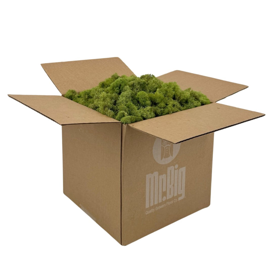 Preserved Reindeer Moss