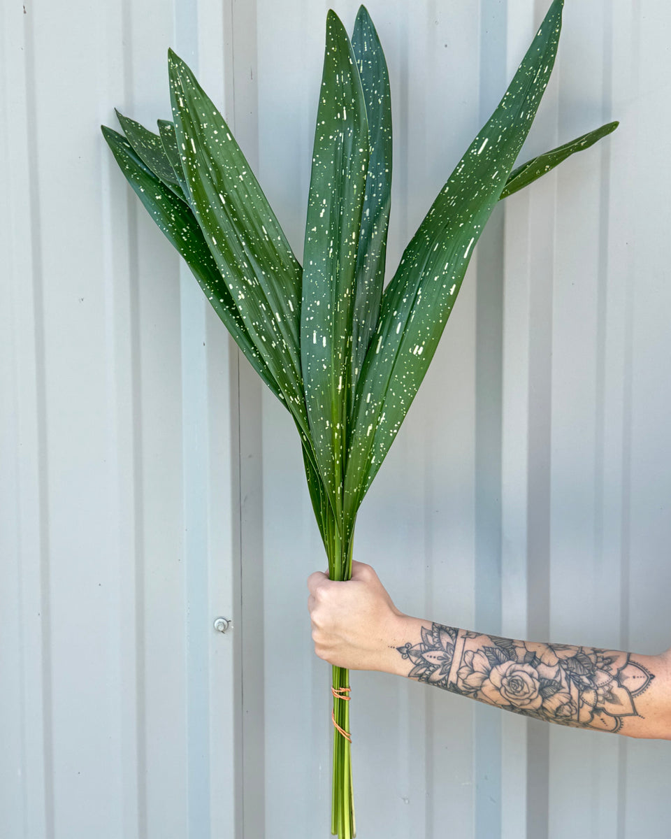 Super Milky Way Aspidistra