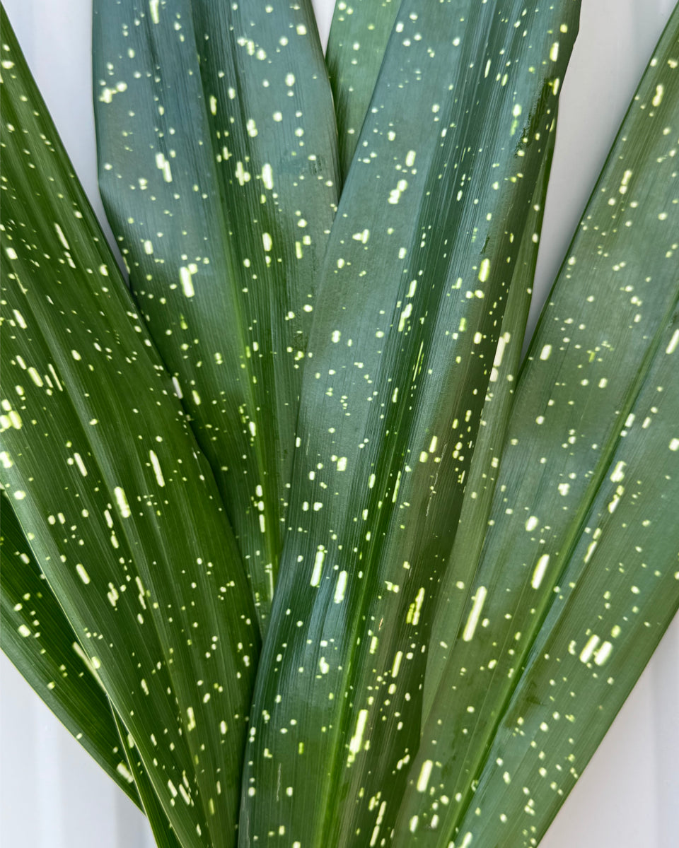 Super Milky Way Aspidistra