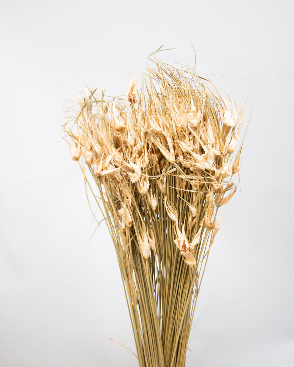 Tulip Star Grass Preserved Bouquet