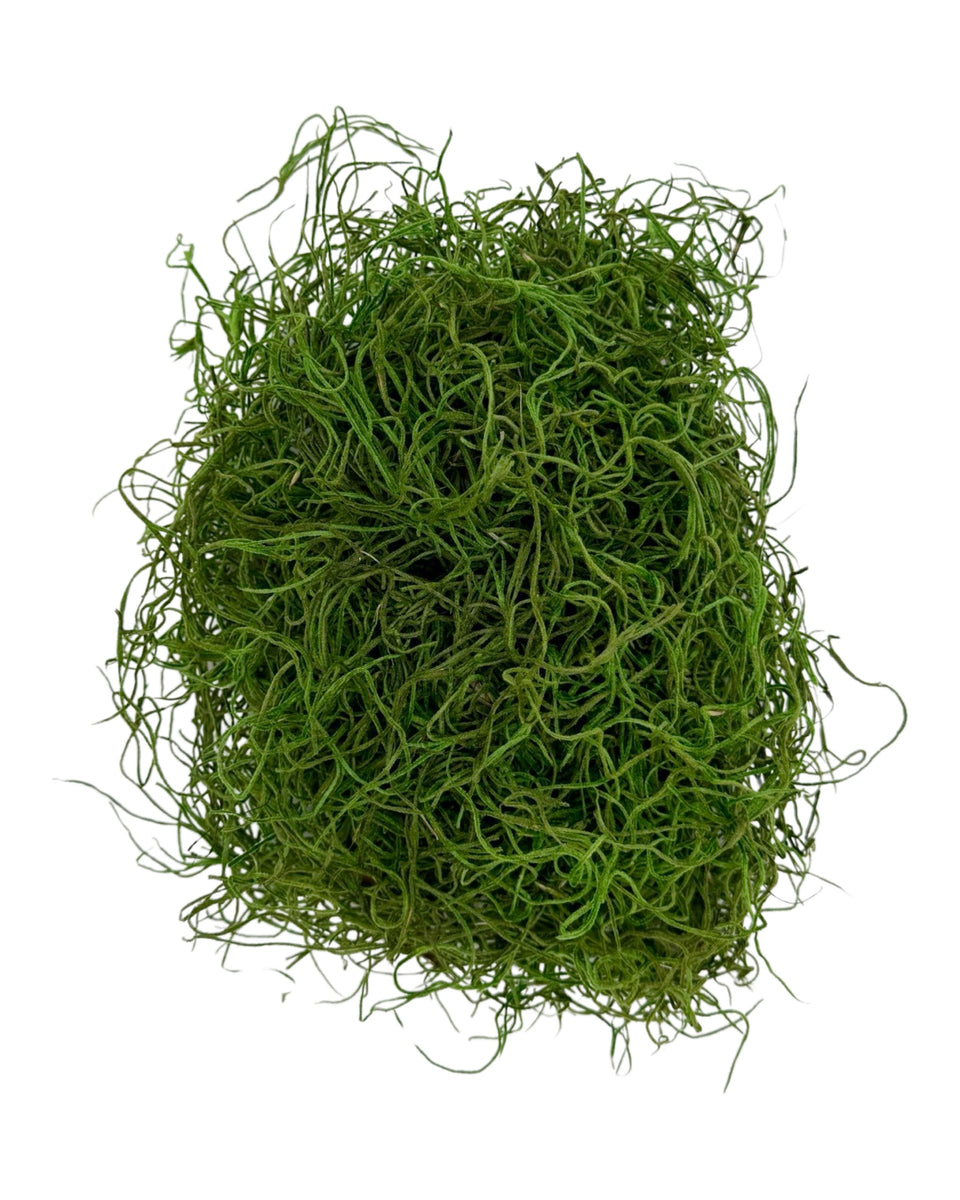 Preserved Spanish Moss