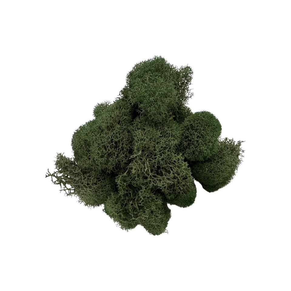 Preserved Reindeer Moss