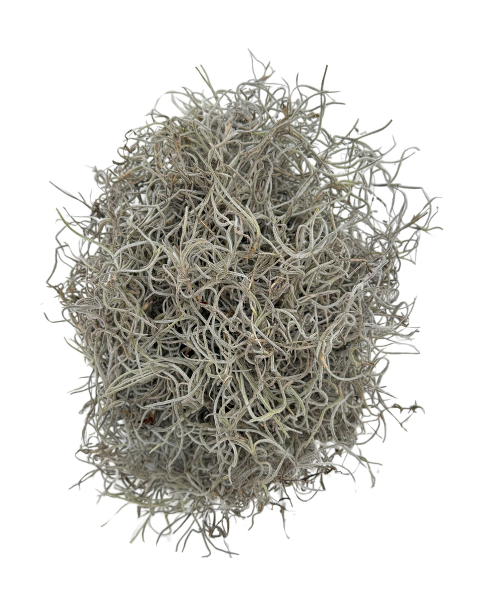 Mr. Big Fresh Spanish Moss