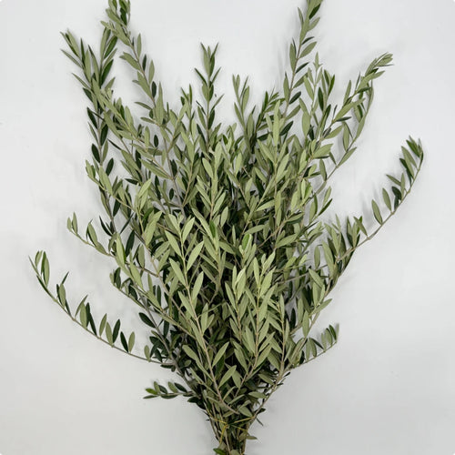 Olive Leaves Bunches