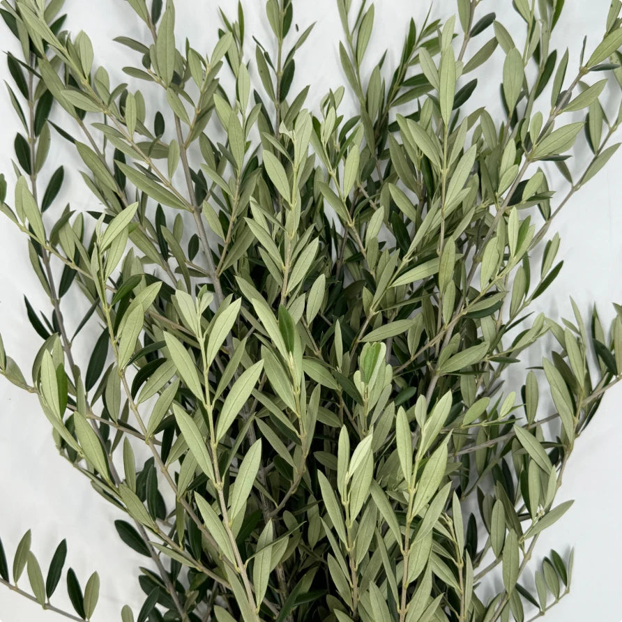 Olive Leaves Bunches