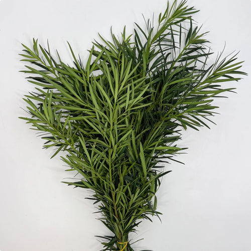 Podocarpus Bunches