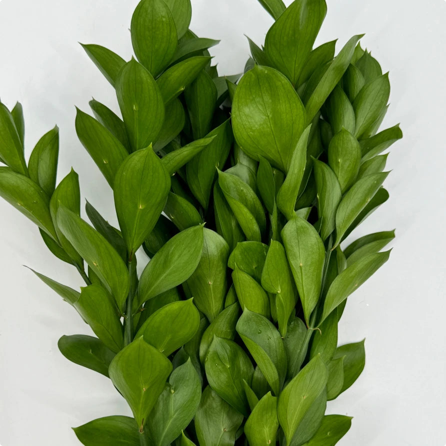 Single Rascus Ruscus Bunches – Quality Growers Floral Company