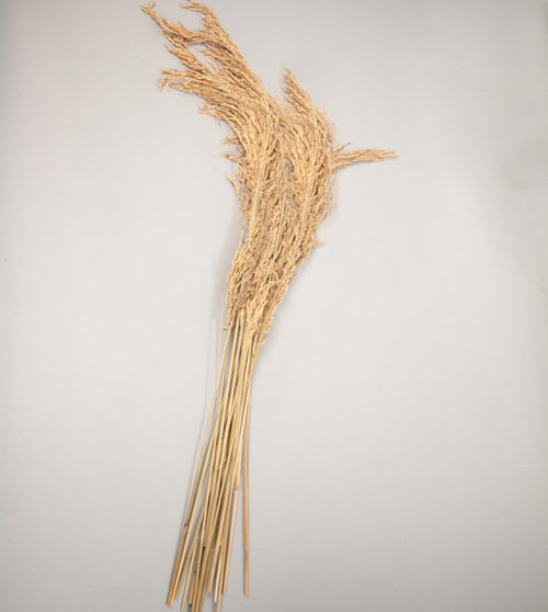 Rice Grass Dried Bouquet