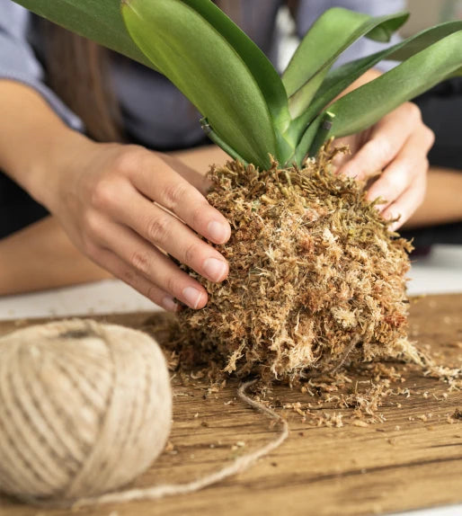 Chilean Sphagnum Moss