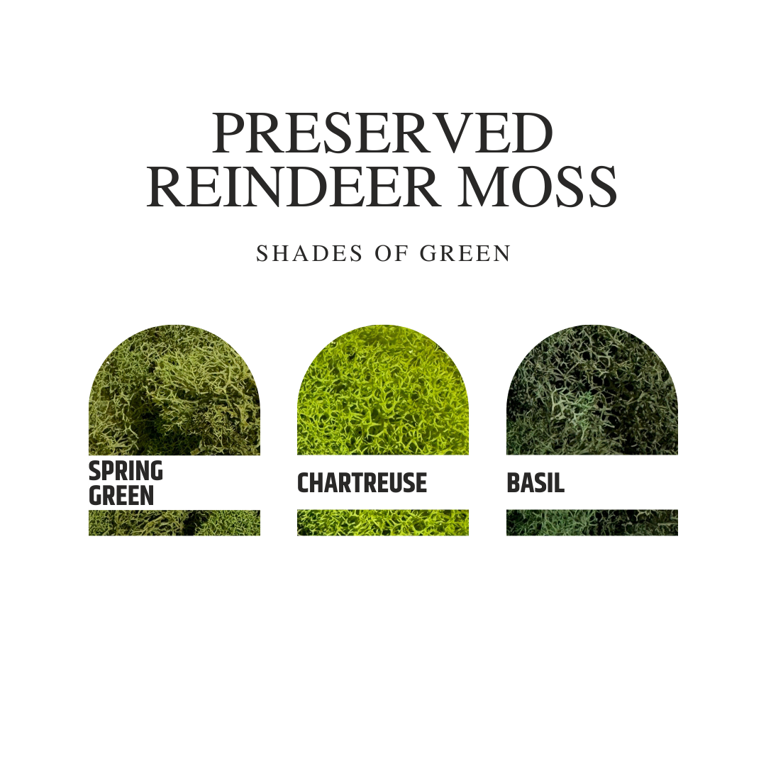 Preserved Reindeer Moss