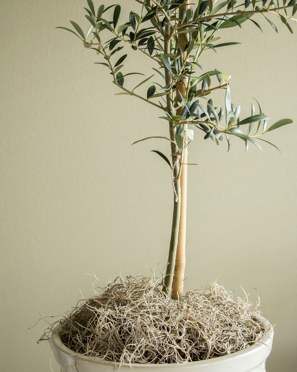 Mr. Big Fresh Spanish Moss