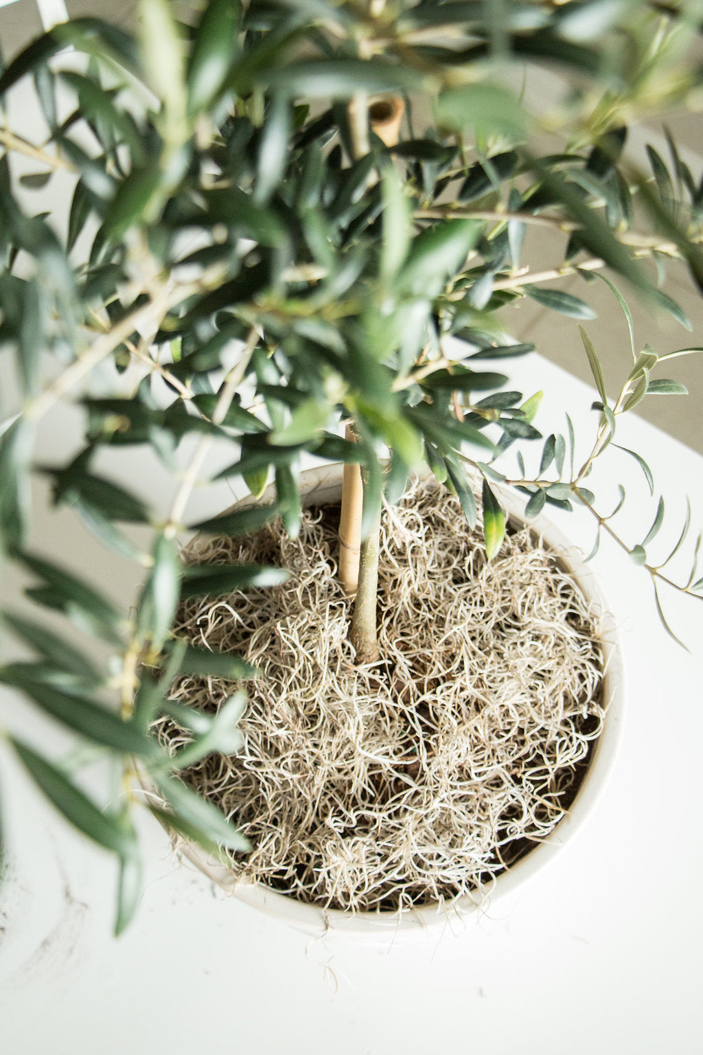 Mr. Big Fresh Spanish Moss – Quality Growers Floral Company