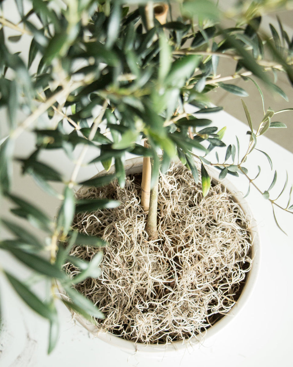 spanish moss for indoor plants Mr. Big Fresh Spanish Moss